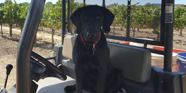 Corleone the black lab dog sitting in a golf cart in the vineyard