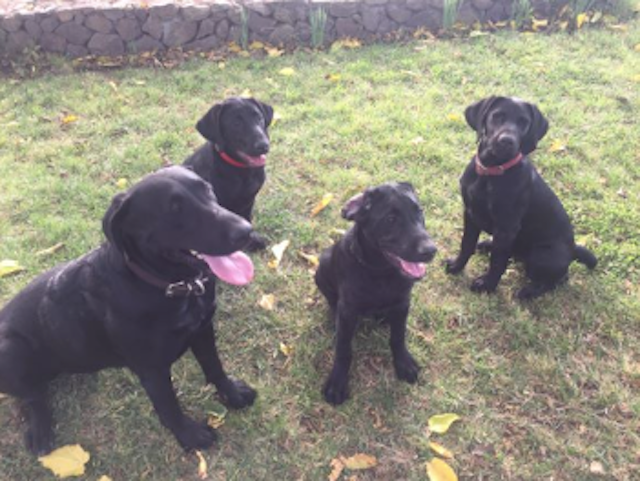Corley the black lab dog and her three puppies sitting on the grass