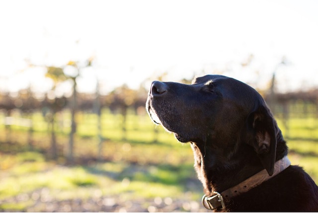 Vito the dog, with his eyes closed and head lifted against a blurred background of the vineyard