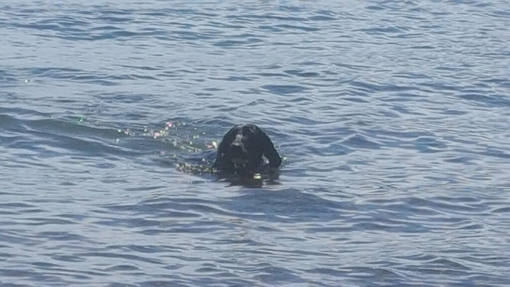 a black dog swimming in the ocean